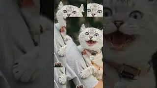 #забавные#котики#лучшие#приколы#топ#лайк#