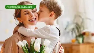 Биология 9 класс. Головной мозг