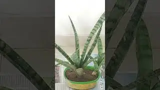 Dividing snake plants pups at home #snake plants