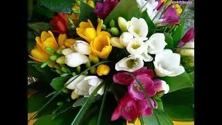 *** - Beautiful  Freesia *  Music Ernesto Cortazar - *** ( Wonderful music )