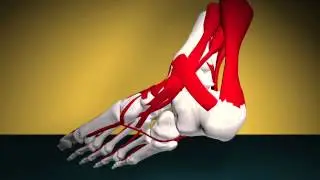 Foot