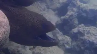 мурена. ЕГИПЕТ