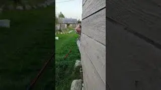 Кот выглядывает из-за угла