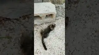 #amazingnews #amazingcatshortsvideo #catsoftiktok #funnyactivities #catsactivities #amazingcatcheel
