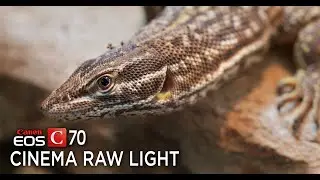 Canon C70 RAW Sample Footage 4K