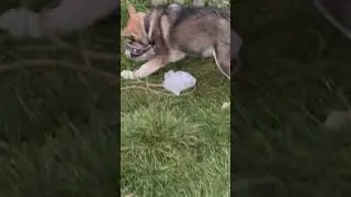 Вот и пёс вырос