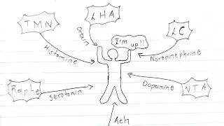 Sleep Wake Cycle Neurotransmitters