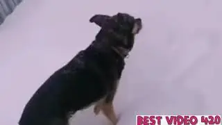 Очкошник