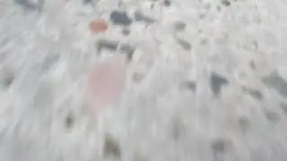 Шершуля в реальной жизни