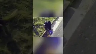 Мальчик упал в вольер с гориллами