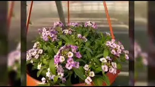Супер удобрение , подкормка для цветов! мой выбор.