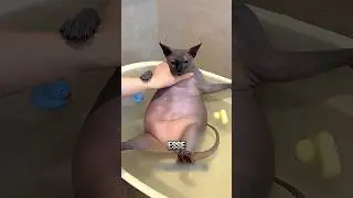 The Cat That Made a MESS of the Wall! 😱 