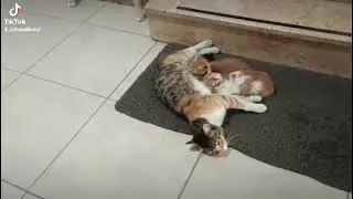 Mahdumlarını eşikte emziren anne