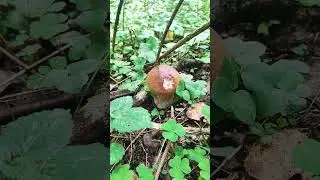 🍄🌿ОХОТА за БЕЛЫМИ 🍄🌿