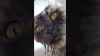 НЯМ . . .