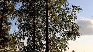 Наталья Потаева. Шум берёз.