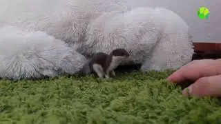 Один день из жизни ласки