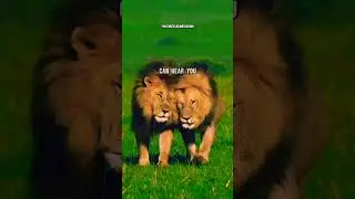 LION CARING🔥|ft. LION #lionattitudestatus #lionquotes #lion