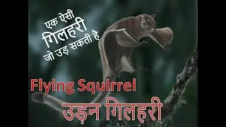 उड़न गिलहरी // Flying Squirrel // गिलहरी जो उड़ सकती है।