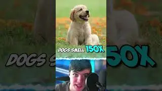 Facts You Didn't Know About Dogs 🐕