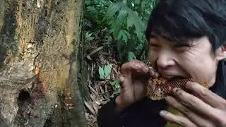 đi chặt tổ ong rừng chong hốc cây to