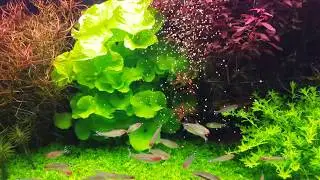 Planted Tank - Feeding time!