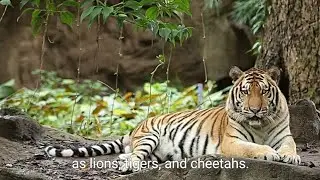 Wild Animals