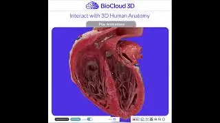 #healthcare #patientcare #patienteducation #anatomy #patientengagement #healthcaremarketing