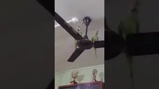 Snatch and fly match between my parrots