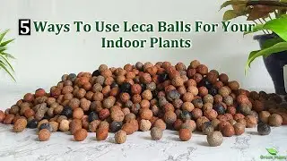 5 Methods of Growing Plants Without Soil at Home | Grow Soil Free Indoor Plants Ideas//GREEN PLANTS