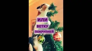 Новогодний кот. #shorts  #cat #funny #юмор #новыйгод