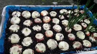 PLANTANDO CEBOLINHA VERDE