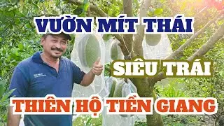 VƯỜN MÍT THÁI, SIÊU TRÁI, THIÊN HỘ TIỀN GIANG.