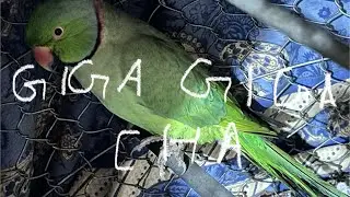 Giga giga cha official song