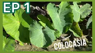Colocasia Malaysia | JPlan Garden