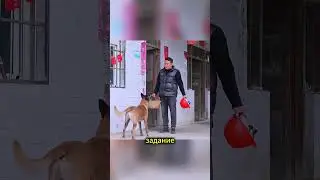 Эта собака боится не того, что с ней поступят несправедливо, а того, что она не сможет спасти людей.