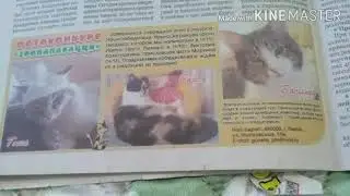 Милые Котики и Собачки Выпуск 1