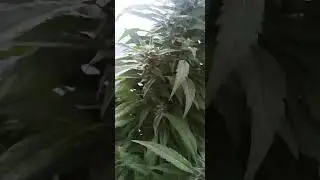 MY OTHER OUTDOOR PLANTS#2