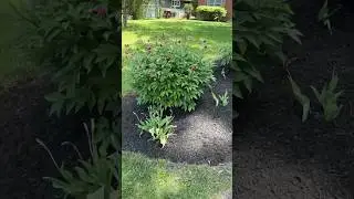 Edging mulch beds makes all the difference #diydad #dad #mulcher #edging