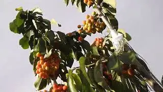 My Cherry Tree