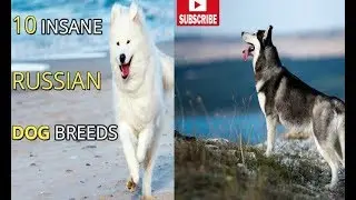 10 INSANE RUSSIAN DOG BREEDS | russian dog breeds | pets & animals point :