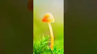Forest photography #photography #om1 #omsystem #OMsystem90mmf35 #mushroom #forest #photography #om5