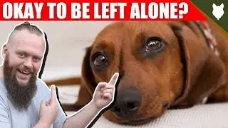 Can My DACHSHUND Be Left Alone