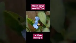 motret pakai hp dengan lensa macro [phone fotografi with macro lens Vivo Y12]