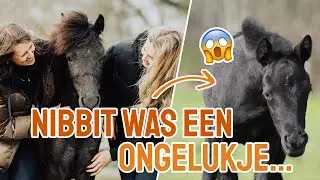 Nibbit was een ongelukje.... || Q&A