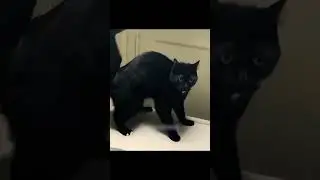 😁😁Funniest Cats and Dogs Video 🐕🐈‍⬛😿 #funny #dogs #cats #trending