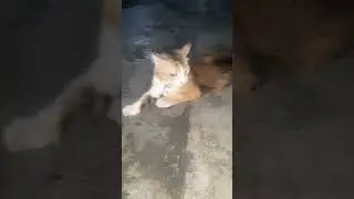 Kucing Suka Musik Telinganya Ikut Bergoyang #viralshorts #shorts #kucingpersia #kucing @Adya1M