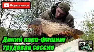 Дикий карп фишинг, трудовая сессия.