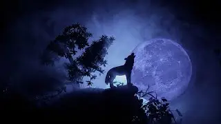 Why Do Wolves Howl at the Moon?