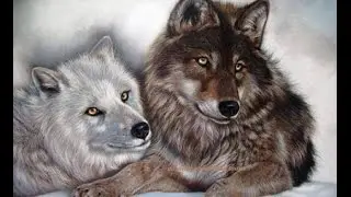 La belleza de los lobos